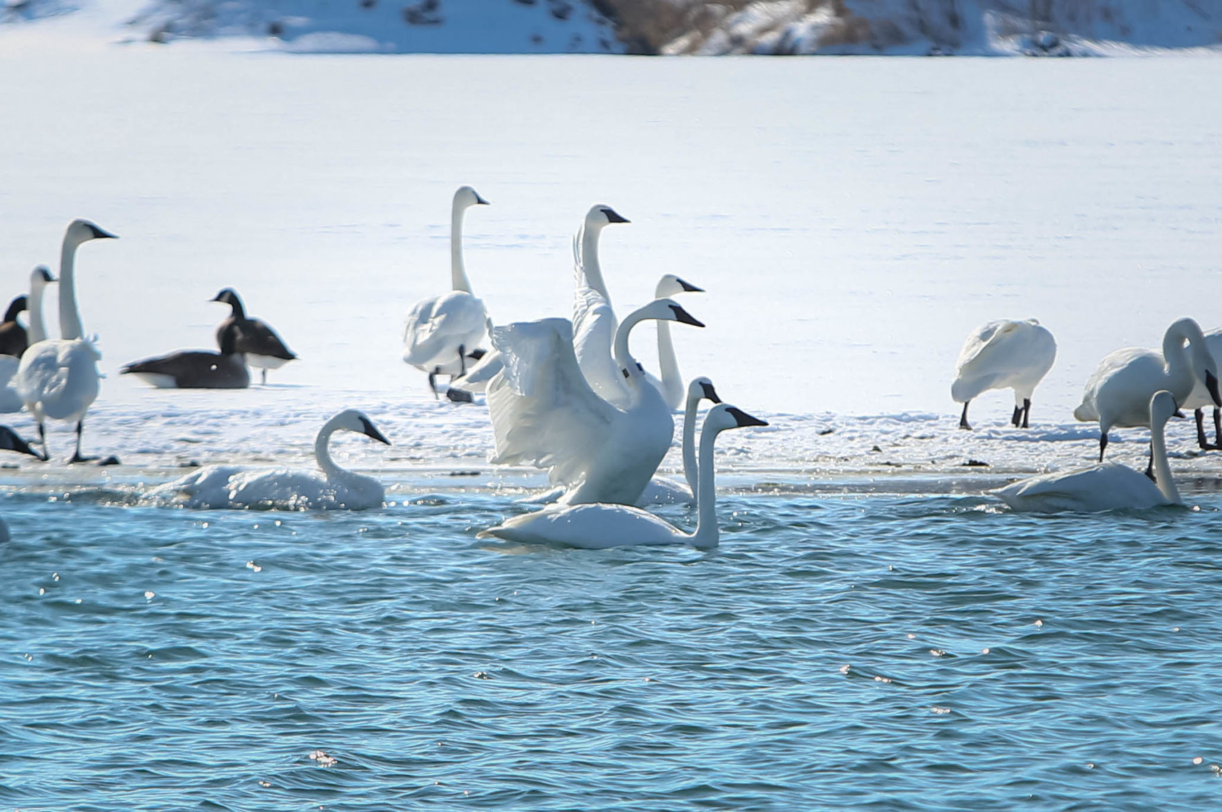 Swans at Fertile (5).jpg